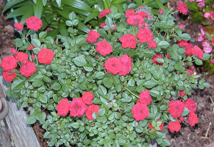 Micro Red Roses Nicole's Garden 2001